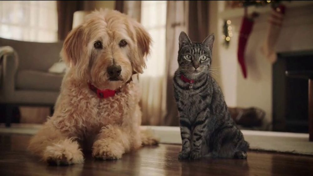 Petsmart Tv Commercial Cats And Dogs Video - 