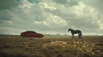 Outlaw Horses
